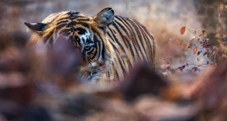 Triángulo de Oro y Tigres Reales - Amazing India Tours 1