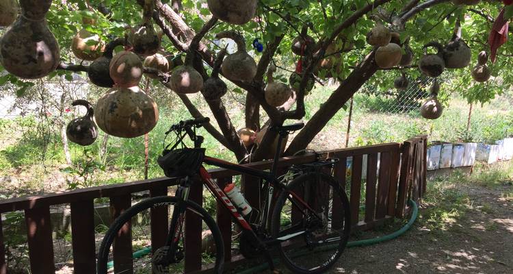 A bicycle leaning against a fence under a tree with gourds.