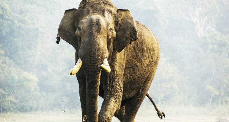 Mysore Kabini National Park Package from Bangalore (ALL INCLUSIVE) - Travel Con 8