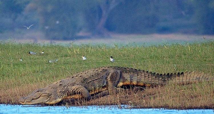 Mysore Kabini National Park Package from Bangalore (ALL INCLUSIVE) - Travel Con 3
