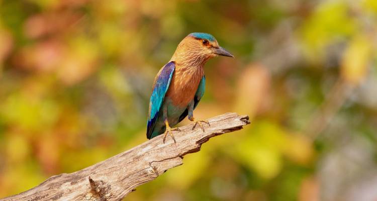Mysore Kabini National Park Package from Bangalore (ALL INCLUSIVE) - Travel Con 4
