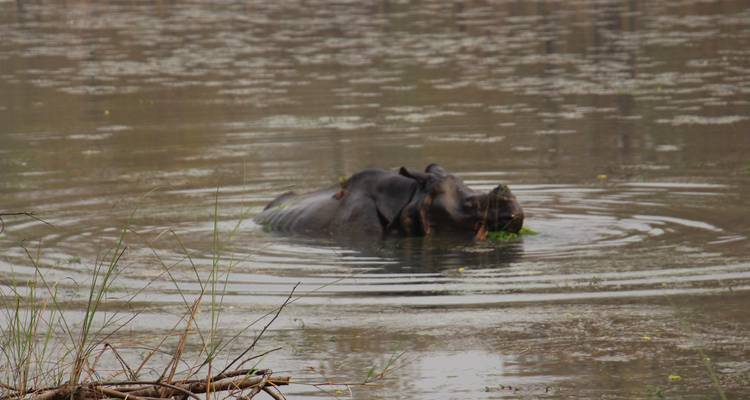 Paquete turístico de Chitwan 2 noches y 3 días de safari por la selva con recogida - Welcome Nepal Treks 6