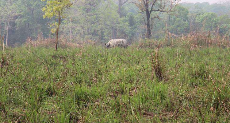 Paquete turístico de Chitwan 2 noches y 3 días de safari por la selva con recogida - Welcome Nepal Treks 8