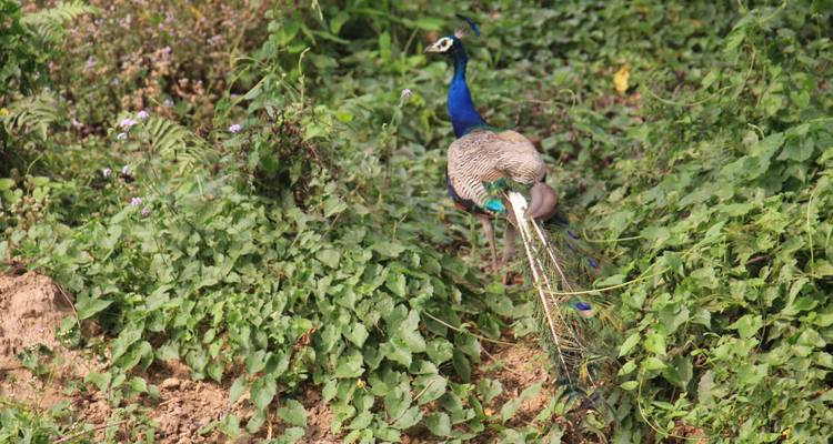 Paquete turístico de Chitwan 2 noches y 3 días de safari por la selva con recogida - Welcome Nepal Treks 9