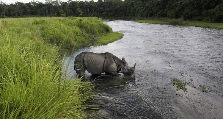 Paquete turístico de Chitwan 2 noches y 3 días de safari por la selva con recogida - Welcome Nepal Treks 1