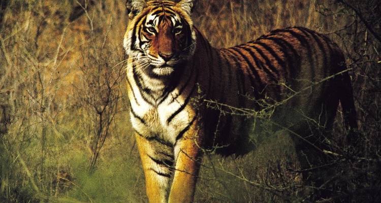Rajasthan Tour with Ranthambore - Golden Triangle India Tours 7
