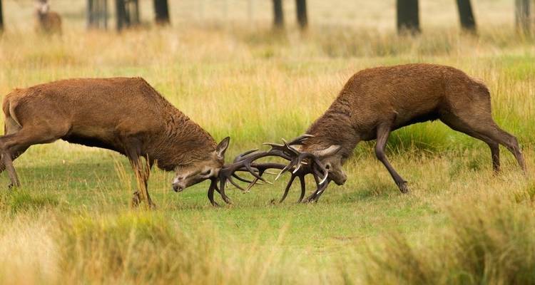 Rajasthan Tour with Ranthambore - Golden Triangle India Tours 4