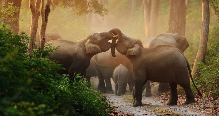 Rajasthan Tour with Ranthambore - Golden Triangle India Tours 6