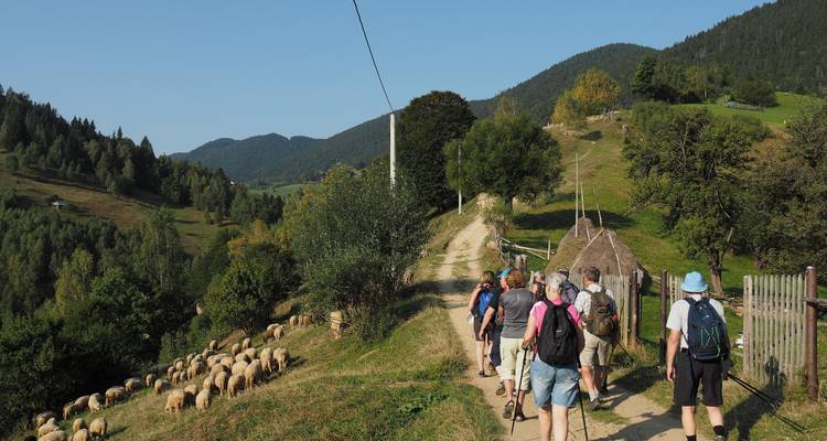 La vie de village en Transylvanie dans les Carpates : Une expérience éco-certifiée - Active Travel 8