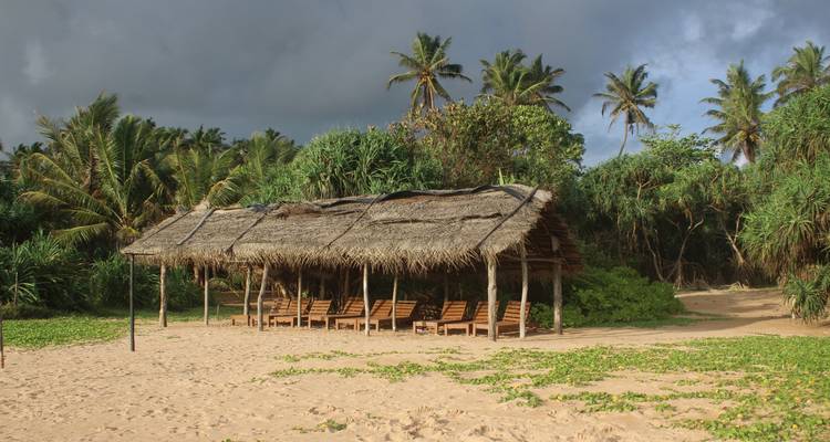 Rieten strandhut omringd door palmbomen en groen.
