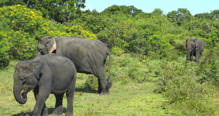 Drie olifanten die lopen in een grasrijk gebied.