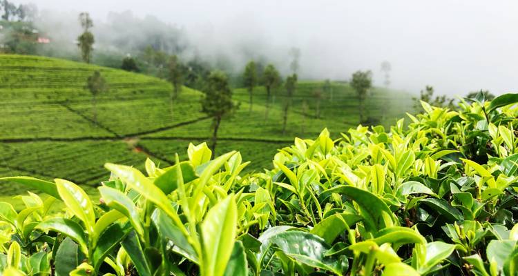 Close-up van theebladeren met mistige heuvels op de achtergrond.