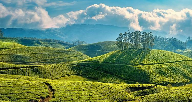 Glooiende theeplantages onder een bewolkte hemel