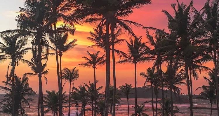 Circuit de 2 jours à Bentota, Galle et Yala au départ de Colombo, avec chauffeur privé, véhicule et hébergement (H/B) - Lanka Safe Tours 8