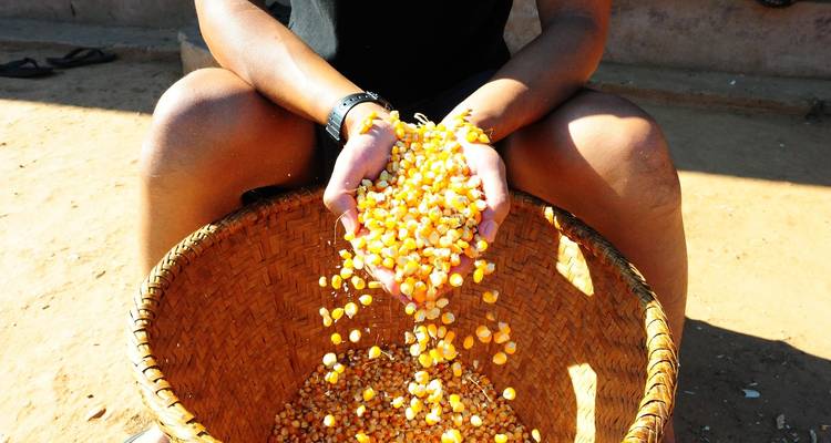 Handen van een persoon die maïskorrels vasthoudt en loslaat in een mand.
