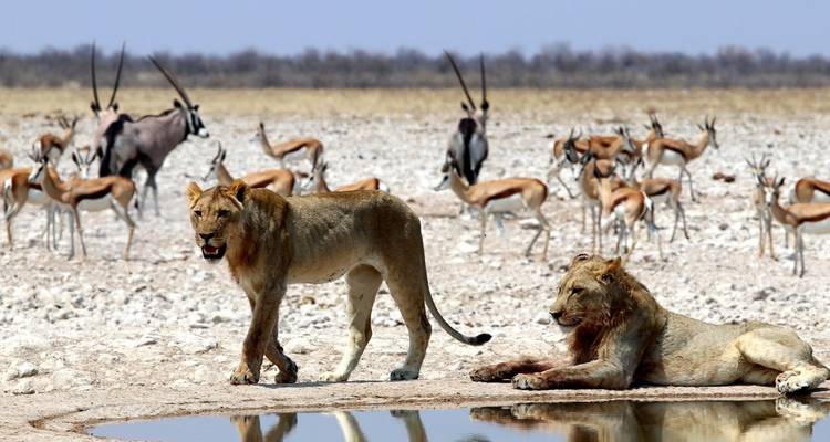 12 Días Namibia en Plus | Circuito en coche y alojamiento - Motema Tours and Safaris 4