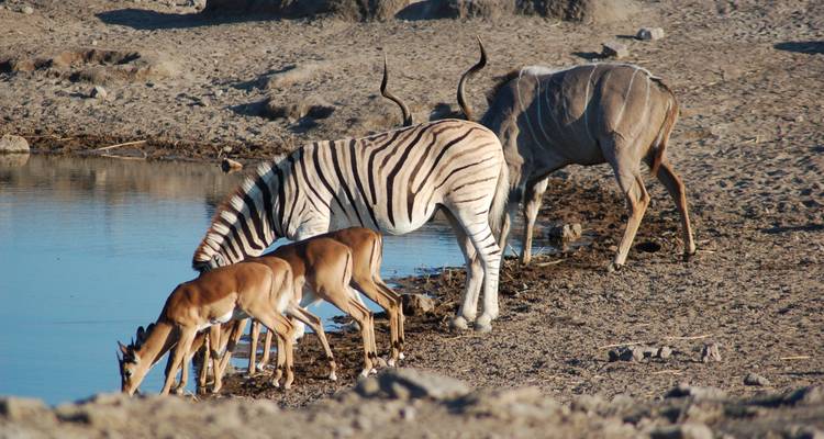 12 Días Namibia en Plus | Circuito en coche y alojamiento - Motema Tours and Safaris 6