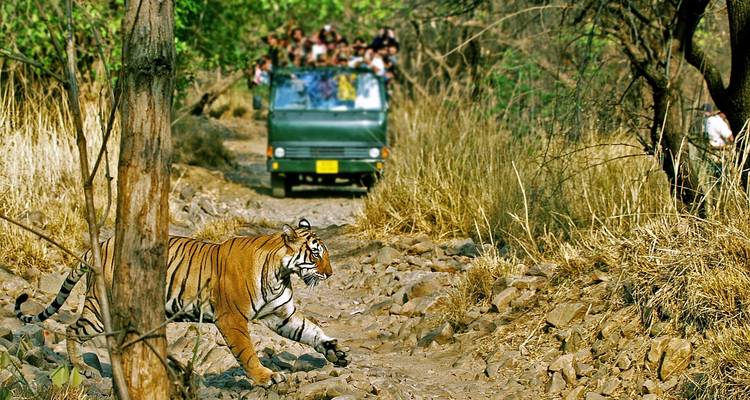 Les points forts de l'Inde et le safari des tigres - Golden Triangle India Tours 2