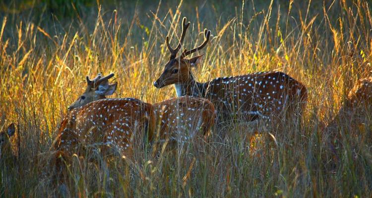Les points forts de l'Inde et le safari des tigres - Golden Triangle India Tours 7