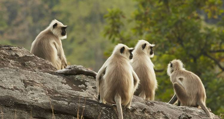 Les points forts de l'Inde et le safari des tigres - Golden Triangle India Tours 6