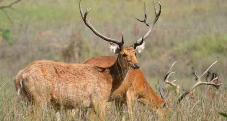Les points forts de l'Inde avec la faune et la flore - Golden Triangle India Tours 3