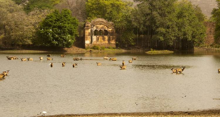 Les points forts de l'Inde avec la faune et la flore - Golden Triangle India Tours 4