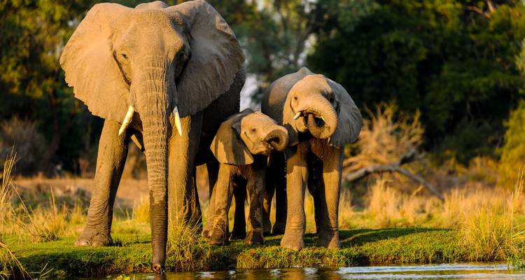 15 jours à la découverte de la Namibie et du Botswana | Auto Tour Lodge - Motema Tours and Safaris 2