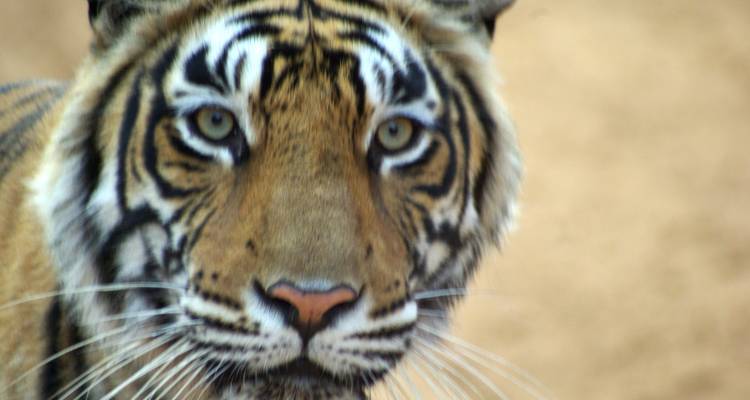 Exotic India Trip - Golden Triangle India Tours 9