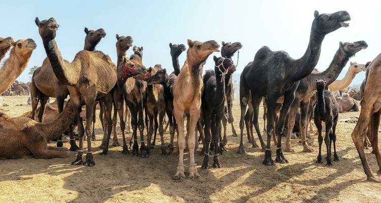 Exotic India Trip - Golden Triangle India Tours 1