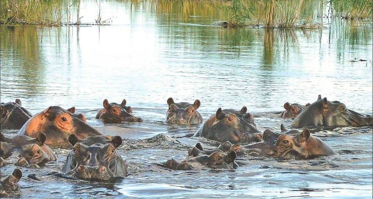A group of hippos partially submerged in water.