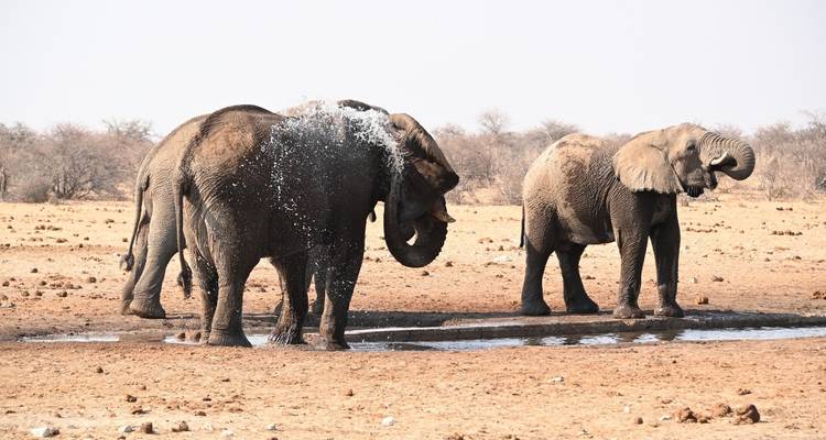 Two elephants at a waterhole in a dry landscape.