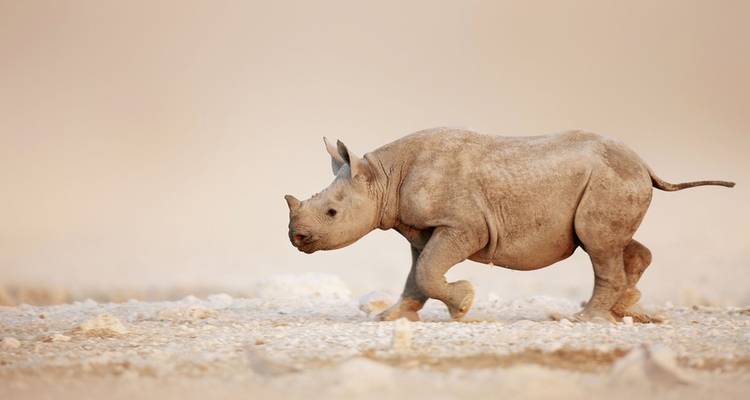 Solitary rhinoceros walking in a desert.
