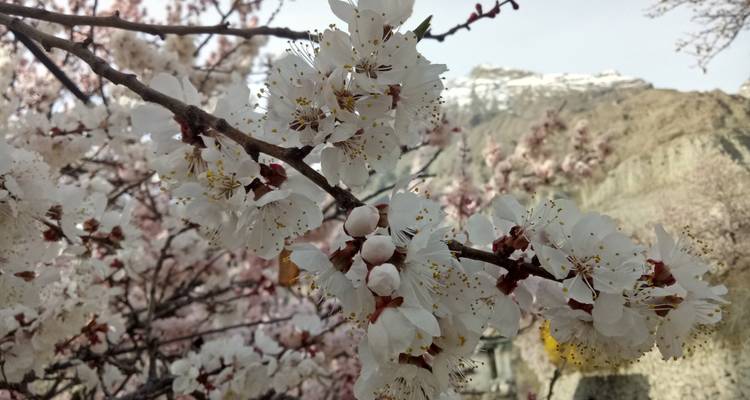 08 jours de circuit terrestre Hunza Gojal Valley Gilgit Pakistan - Rock Valley Tours Pvt Ltd 6