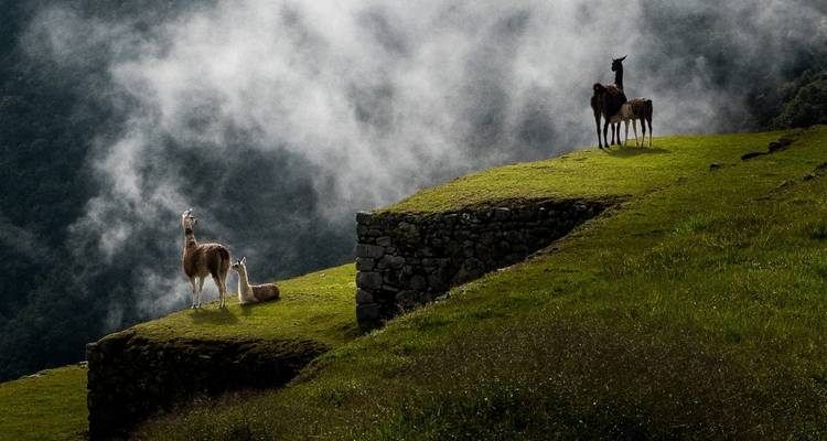 Essentiel Cusco "Les joyaux des Andes" - 6 jours - Inkayni Peru Tours 10