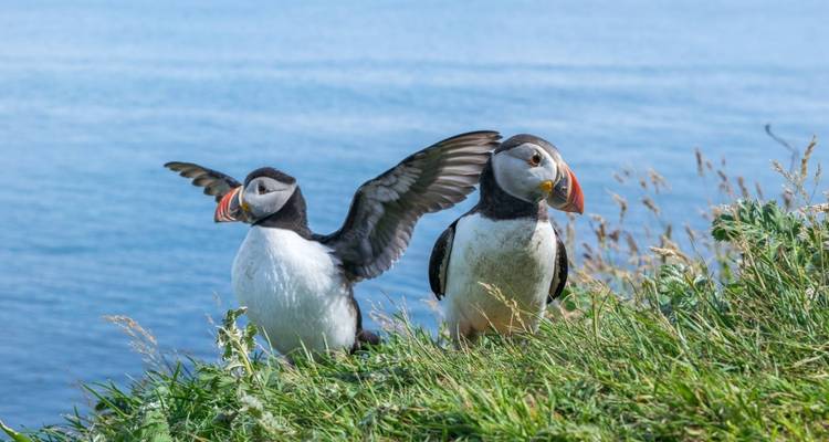 Mull, Iona et Staffa : l'expérience du macareux - Highland Explorer Tours 10