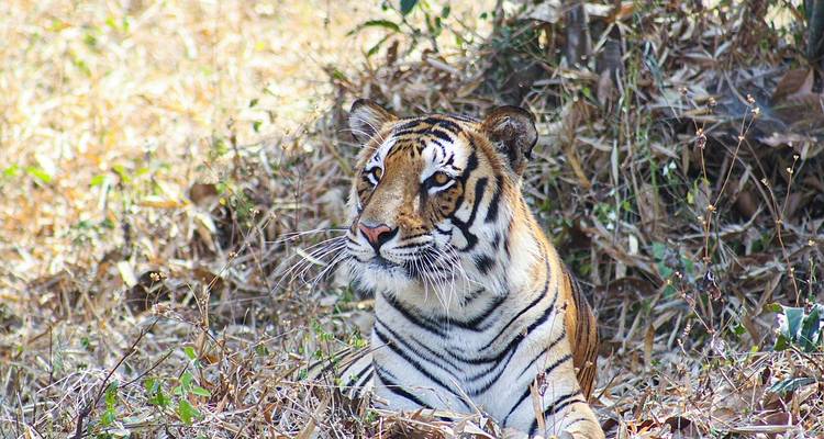 Tiger resting in dry grass within a national park.