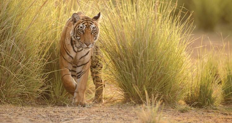 A tiger walking through tall grass with soft sunlight illuminating the scene.