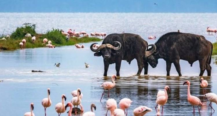 Experiencia de Safari Privado de Lujo en Kenia Mágica de 10 Días - Smile view Kenya tours and travel 3