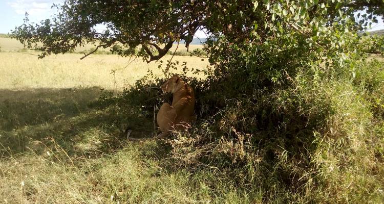 Experiencia de Safari Privado de Lujo en Kenia Mágica de 10 Días - Smile view Kenya tours and travel 2