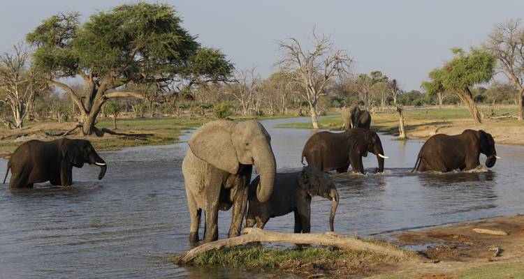 Herd of elephants playing in the water.