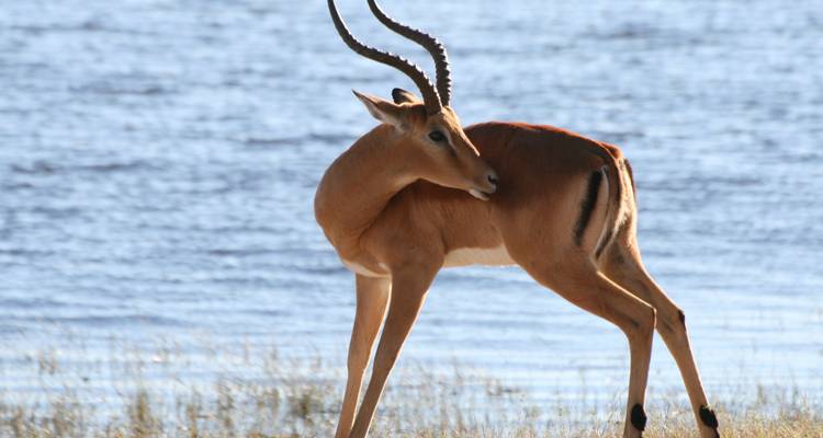 An impala by the water.