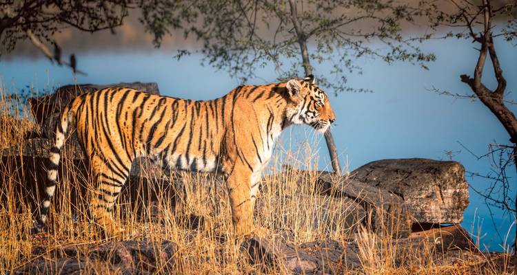The Jungle Book Wildlife Tour - Golden Triangle India Tours 6