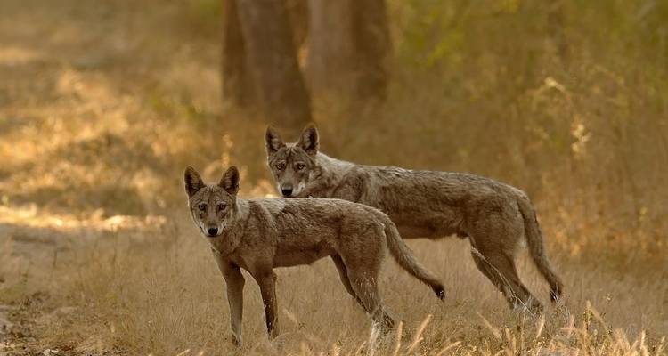 The Jungle Book Wildlife Tour - Golden Triangle India Tours 3