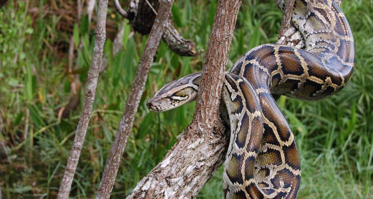 The Jungle Book Wildlife Tour - Golden Triangle India Tours 8