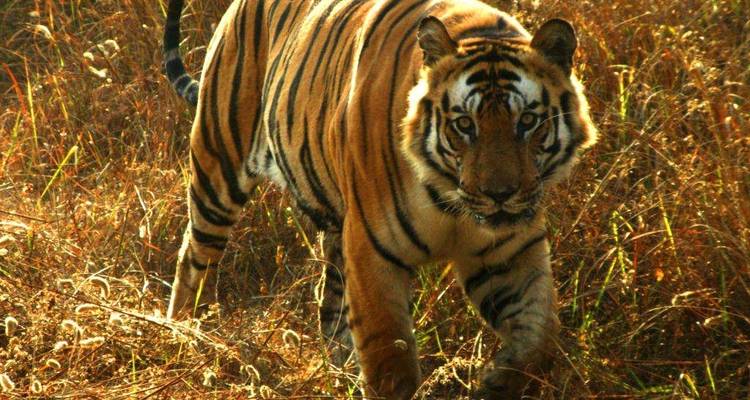 The Jungle Book Wildlife Tour - Golden Triangle India Tours 1