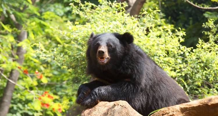 The Jungle Book Wildlife Tour - Golden Triangle India Tours 7