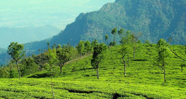 Passage par le Kerala - Golden Triangle India Tours 9