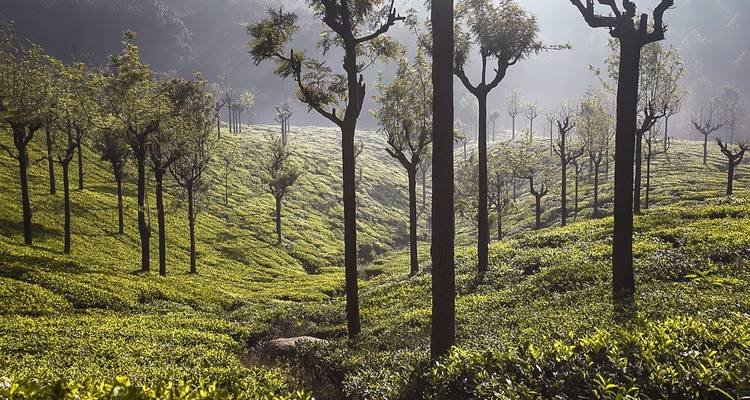 Passage par le Kerala - Golden Triangle India Tours 10
