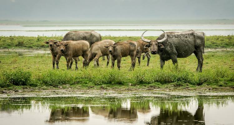 Odisea de la fauna India - Golden Triangle India Tours 2