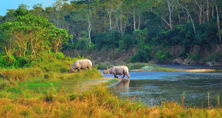 Nashörner grasen in der Nähe eines Flussufers.